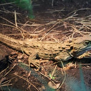 Tuatara