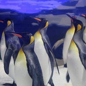 King Penguin Colony