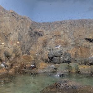 May. 2025 - Wings of the World - Northern Oceans (New Cliff Wall)