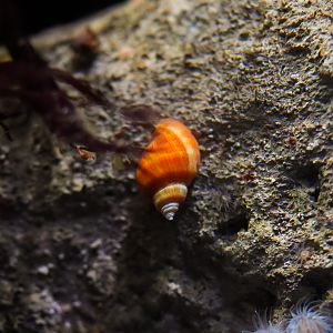 Striped Dogwinkle (orange variety)