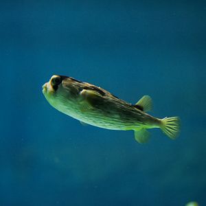 Porcupine Pufferfish