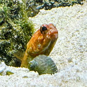 Jawfish sp.ID