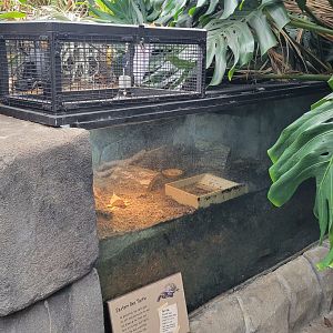 May. 2025 - Discovery Forest - Eastern Box Turtle Exhibit