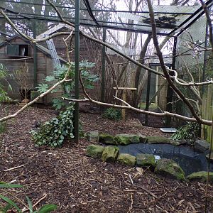 Baer’s pochard, Socorro Dove and White-naped pheasant pigeon aviary 1.3.25