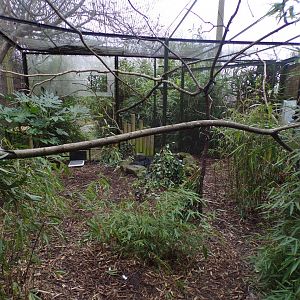 Baer’s pochard, Socorro Dove and White-naped pheasant pigeon aviary 1.3.25