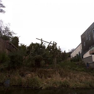 Chimpanzee enclosure with tree chopped down 1.3.25