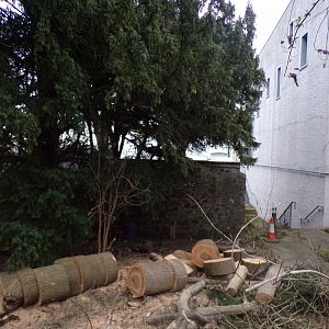 Former wall around old bird section (before Budongo was built)  1.3.25