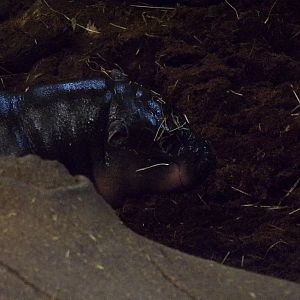 Pygmy hippo youngster “Haggis” 1.3.25