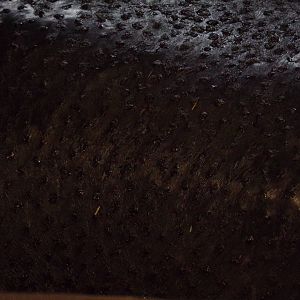 Pygmy hippo closeup 1.3.25