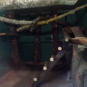 Development on future binturong enclosure 1.3.25