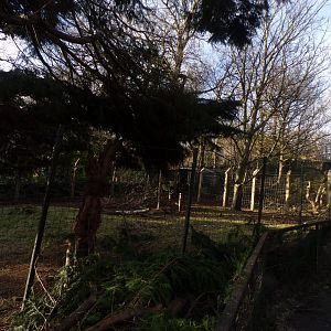 Markhor enclosure 1.3.25