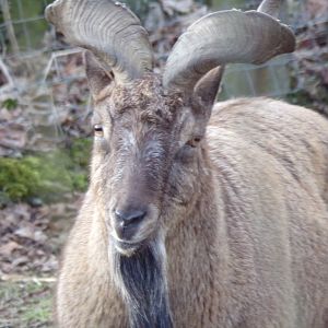 Markhor male 1.3.25