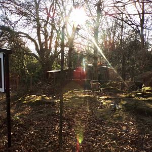 Markhor enclosure 1.3.25