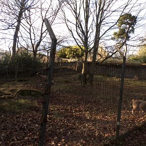 Markhor enclosure 1.3.25