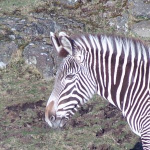 Grevy’s zebra 1.3.25