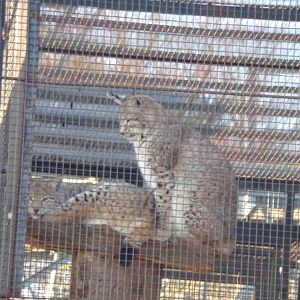 Rescued lynxes (now at HWP) 1.3.25