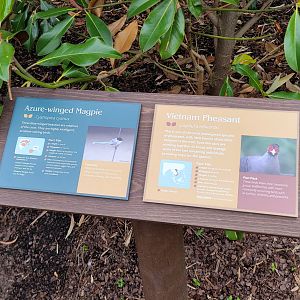 May. 2025 - NEW! Elephant Trek - Vietnam Pheasant & Azure-winged Magpie Exhibit
