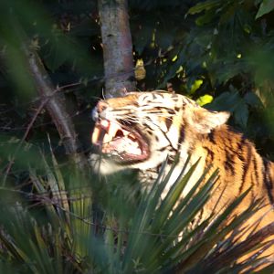 Sumatran tiger flemen response 1.3.25