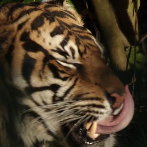 Sumatran tiger 1.3.25