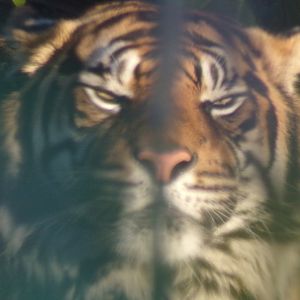 Sumatran tiger 1.3.25