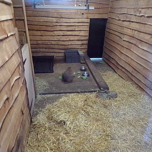 Capybara indoors 1.3.25