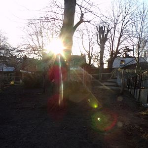 Capybara enclosure 1.3.25