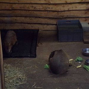Capybaras 1.3.25