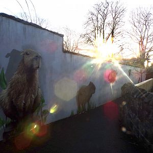 Capybara murals 1.3.25