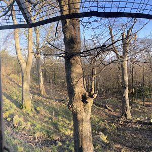 Asiatic lion enclosure panorama 1.3.25