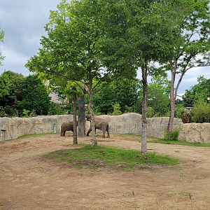 May. 2025 - Elephant Trek - Main Elephant Yard