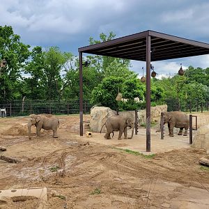 May. 2025 - NEW! Elephant Trek - Secondary Elephant Yard