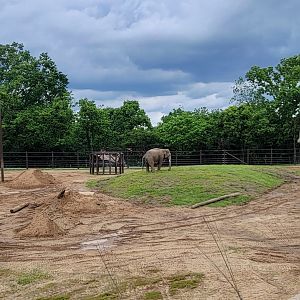 May. 2025 - NEW! Elephant Trek - Secondary Elephant Yard