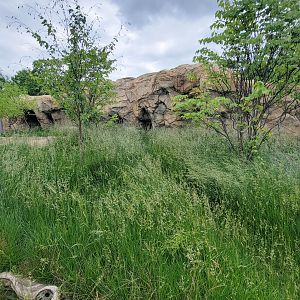 May. 2025 - NEW! Elephant Trek - Siamang Point - Small-clawed Otter Exhibit