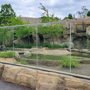 May. 2025 - NEW! Elephant Trek - Siamang Point - Small-clawed Otter Exhibit