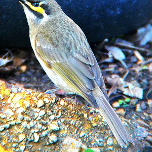 Yellow-faced honeyeater