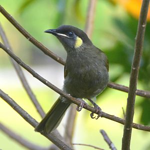 Lewin's honeyeater
