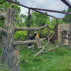 May. 2025 - NEW! Elephant Trek - Siamang Point - Rhinoceros Hornbill Exhibit