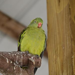 Broadway Zoological Park - Budgy Aviary - Regent Parrot (Polytelis anthopeplus)