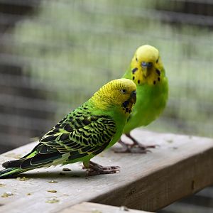 Broadway Zoological Park - Budgy Aviary - Budgerigars (Melopsittacus undulatus)