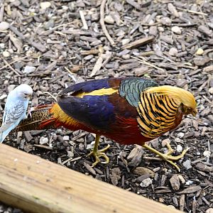 Broadway Zoological Park - Budgie Aviary - Golden Pheasant (Chrysolophus pictus) with Budgie hitchhiker