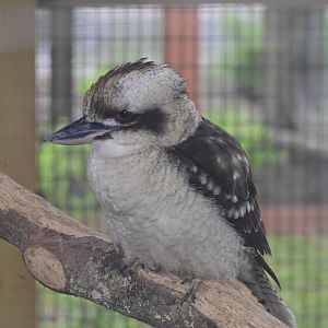 Broadway Zoological Park - Laughing Kookaburra (Dacelo novaeguineae)