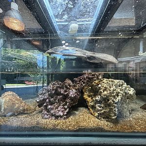 Yellow-banded Sea Krait Exhibit