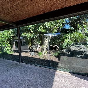 Ring-tailed Lemur Exhibit