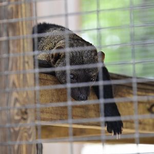 Broadway Zoological Park - Tayra (Eira barbara)