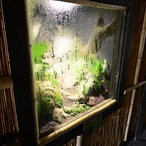 Broadway Zoological Park - Reptile Barn - Kuhl's Flying Gecko (Gekko kuhli) Exhibit