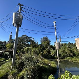 Orangutan/Siamang Cable Towers - Southeast Asian Jungle Track