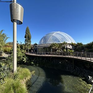 Swamp Forest Dome - Southeast Asian Jungle Track