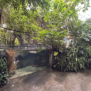 Swamp Forest - Southeast Asian Jungle Track