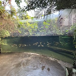 Swamp Forest - Southeast Asian Jungle Track