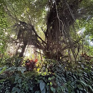 Swamp Forest - Southeast Asian Jungle Track